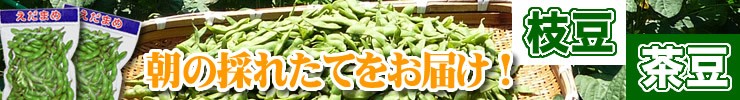 朝の採れたてをお届け！枝豆・茶豆