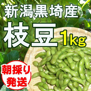 黒埼産枝豆