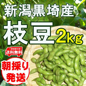 黒埼産枝豆