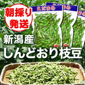 しんどおり枝豆